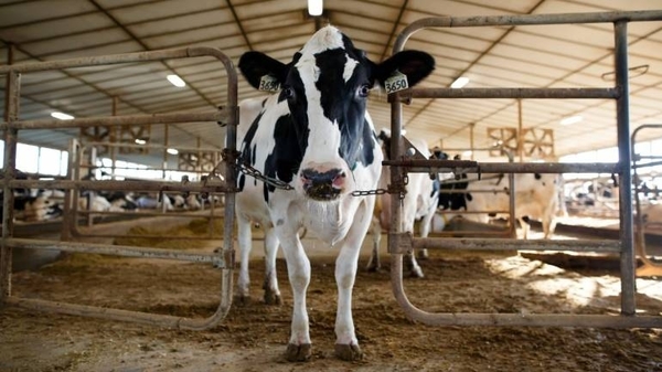 Diario HOY | Un caso del mal de las "vacas locas" detectado en Inglaterra