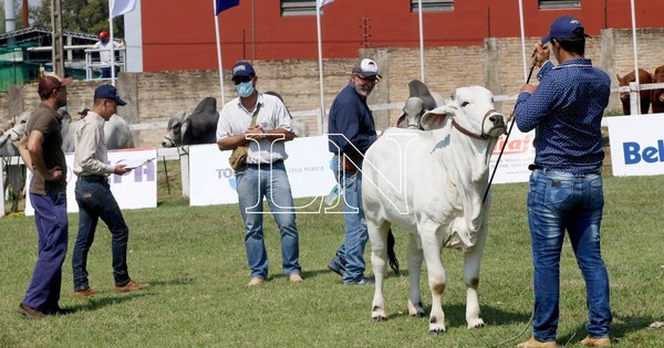 La Nación / Expo Ganadera: la feria es la mejor ventana de comercialización para el productor