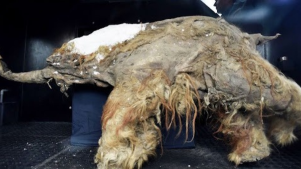 Buscan resucitar mamuts para "sanar" la Tierra - El Independiente