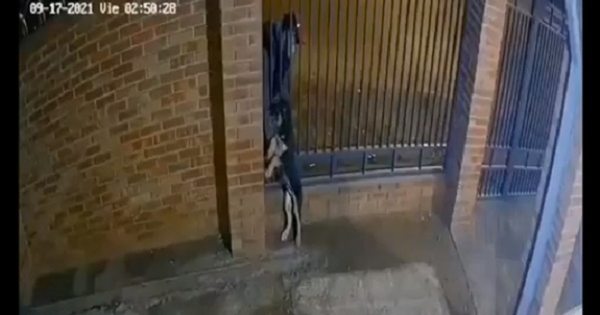 La Nación / Devuelven a “Coco”, el perro robado de su casa en San Lorenzo
