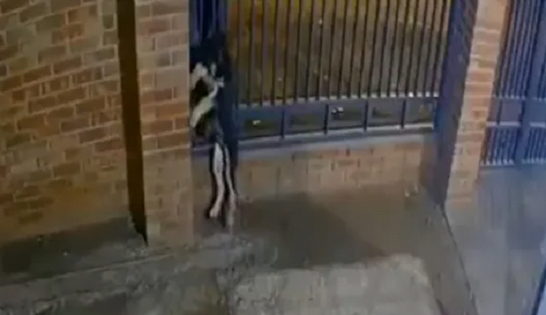 El perrito que fue robado volvió con su familia - Noticiero Paraguay