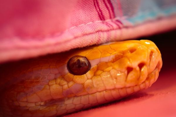 ¿Qué significa soñar con serpientes? - Estilo de vida - ABC Color