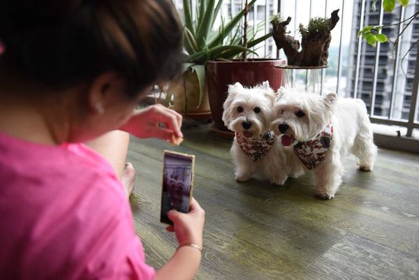 “Dogfluencers”: los perros de Singapur son tendencia en Instagram - Mascotas - ABC Color