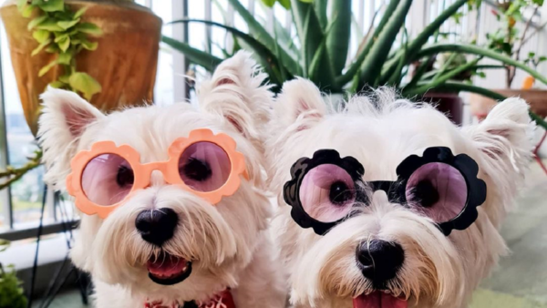 Dogfluencers: Los perros que son tendencia en Instagram