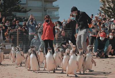 Rescatistas salvan y liberan a 23 pingüinos en Uruguay