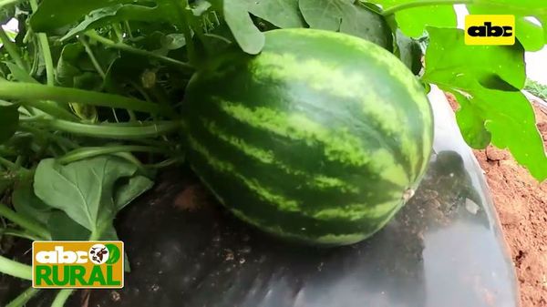 ABC Rural: Se puede ganar G. 30 millones por hectárea sembrando sandía - ABC Rural - ABC Color