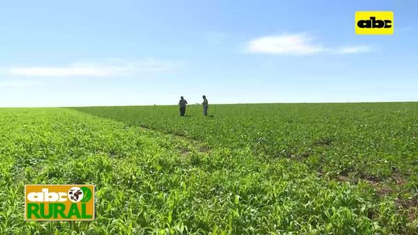 ABC Rural: Recomiendan aprovechar humedad para sembrar - ABC Rural - ABC Color
