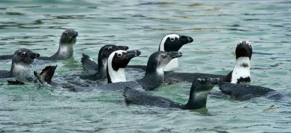 Más de 60 pingüinos mueren en Sudáfrica a causa de picaduras de abeja