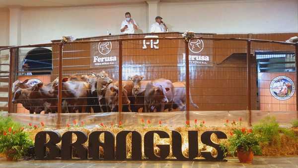 Hoy lunes, Ferusa vende Brangus Junior Alta Selección en la Expo Ganadera
