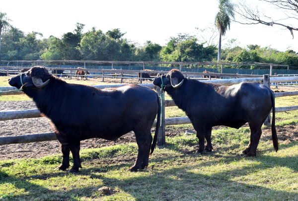 Con un “notable crecimiento”, el hato de búfalos casi se triplicó en la última década