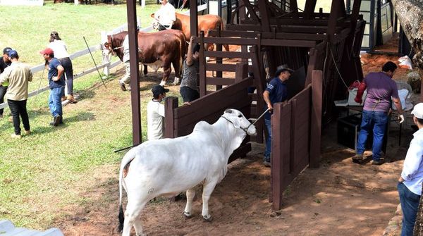 Coyuntura favorable para la pecuaria - 75° Exposición Nacional de Ganadería - ABC Color