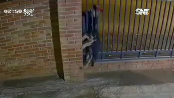 Indignante: Cámara captó el rapto de un perro - SNT