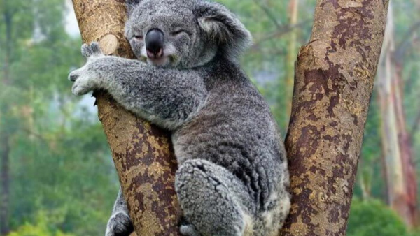 La población de koalas se redujo en un 30% desde 2018