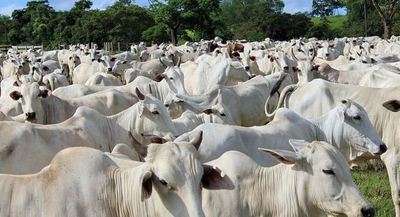 Paraguay registra 137.000 ganaderos, de los cuales 85.000 son pequeños