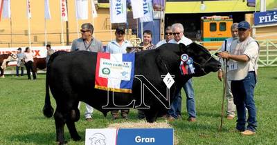 La Nación / Empezó juzgamiento de animales en la Expo Ganadera 2021