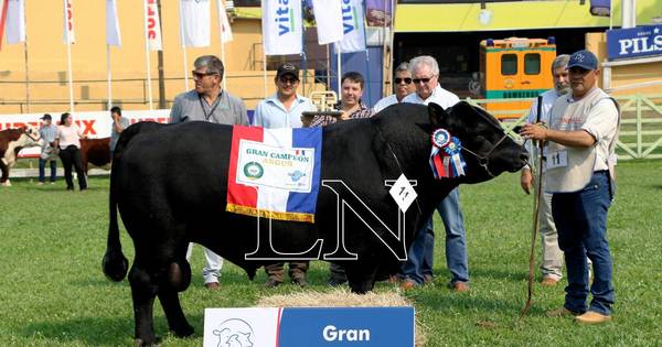 La Nación / Empezó juzgamiento de animales en la Expo Ganadera 2021