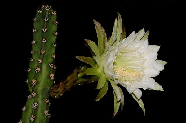 Cactáceas del Chaco Paraguayo: Especies amenazadas por la desinformación
