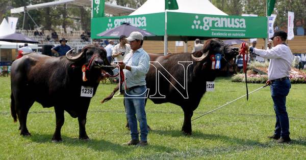 La Nación / Expectativa de la Expo Ganadera es cerrar negocios por G. 12.000 millones