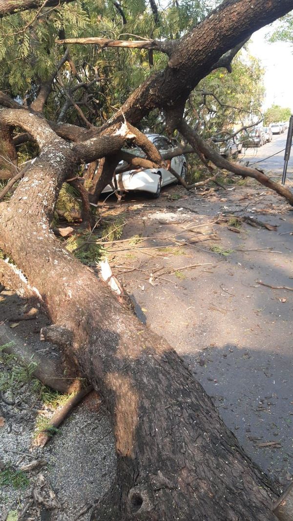 Dos vehículos y una casa dañados por caída de un árbol en Asunción  - Nacionales - ABC Color