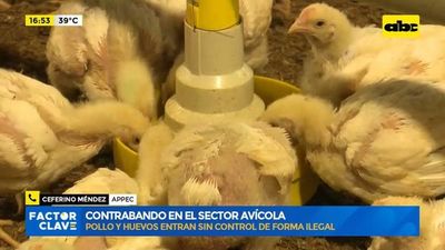 Contrabando en el sector avícola: pollo y huevos entran sin control de forma ilegal - Factor Clave - ABC Color