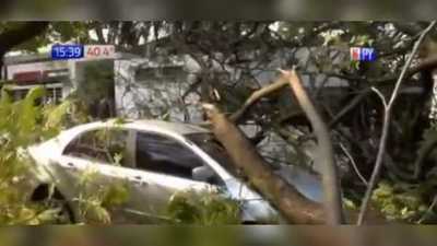 Enorme árbol cayó sobre dos autos y dejó a barrio sin luz