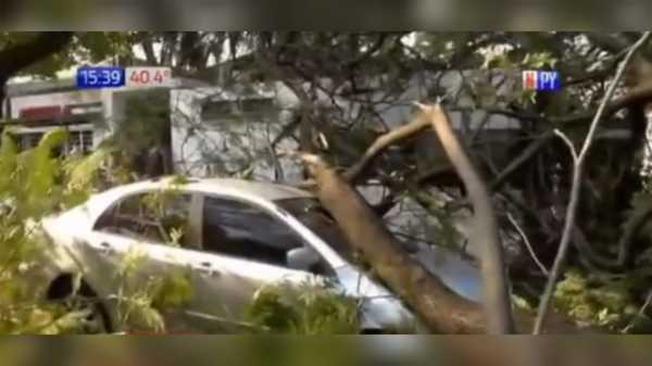 Enorme árbol cayó sobre dos autos y dejó a barrio sin luz
