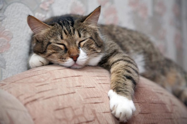 Lucy Yegros lanzará su libro “Vida de gatos” | Ñanduti