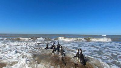 Pingüinos regresan al mar en costa argentina tras proceso de rehabilitación