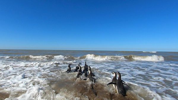 Pingüinos regresan al mar en costa argentina tras proceso de rehabilitación