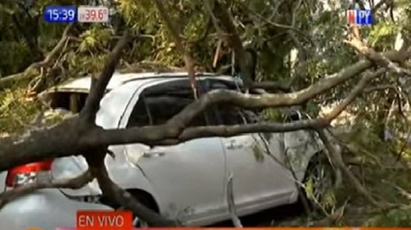 Frondoso árbol cae y causa destrozos | Noticias Paraguay
