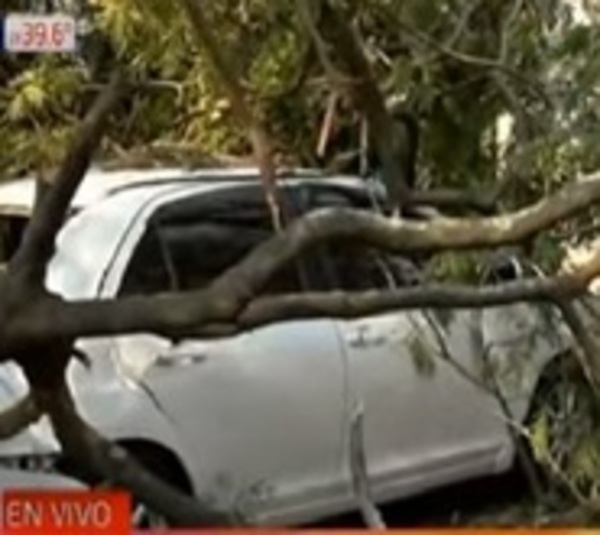 Frondoso árbol cae y causa destrozos - Paraguay.com