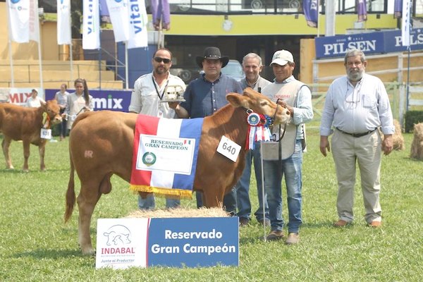 Crónica / Expo ganadera: arrancó juzgamiento de animales