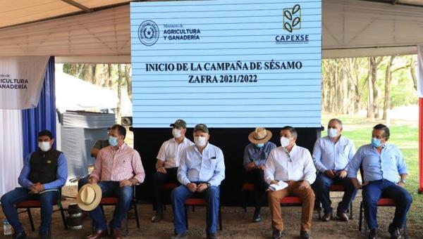 Inició la campaña de siembra de sésamo en San Pedro