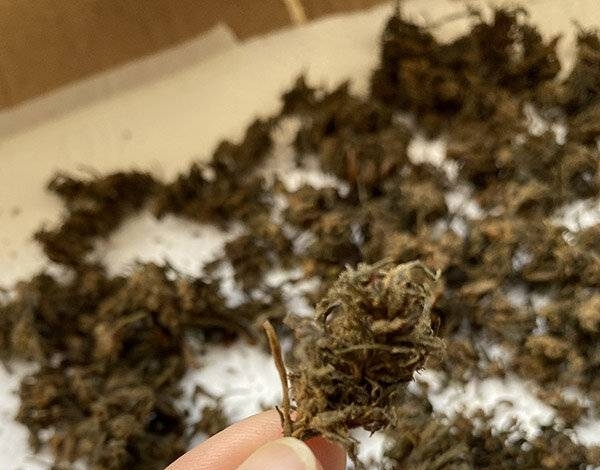 Diario HOY | Detienen a una persona que trató de meter marihuana al Palacio de Justicia
