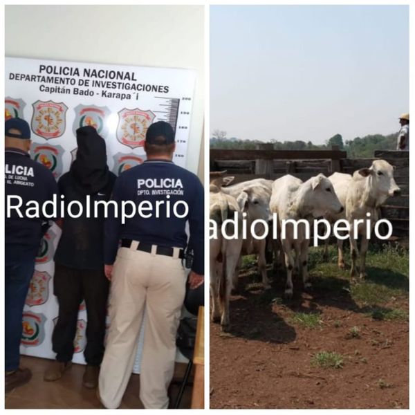 Agentes de Investigaciones de Capitán Bado/Karapaí recuperan en Canindeyú ganado robado