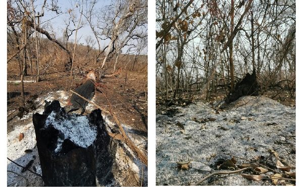 Parques San Luis y Cerro Corá fueron arrasados por las llamas y prevén recuperación con bombas de semillas - Nacionales - ABC Color