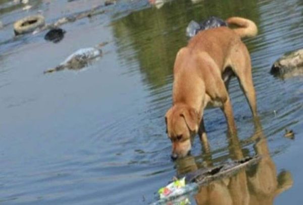 Si tu mascota está decaía, no quiere comer y tiene fiebre, ¡cuidado! puede ser leptospirosis - Mascotas - ABC Color