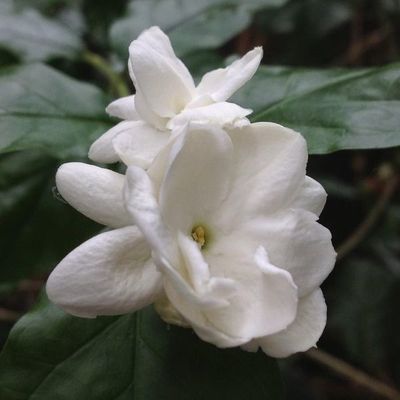 Las flores ¿qué simbolizan? - Estilo de vida - ABC Color