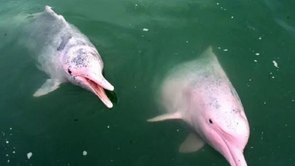 Estudio demuestra que delfines sobrevivieron a extinción masiva