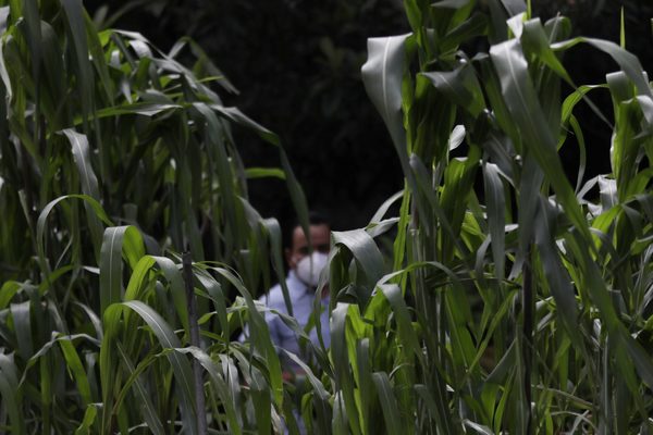 México renovará 34 sistemas producto agrícolas con apoyo del IICA - MarketData