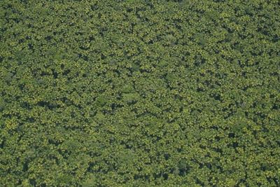 Aplicación alerta a comunidades de Amazonía brasileña sobre incendios y tala - Tecnología - ABC Color