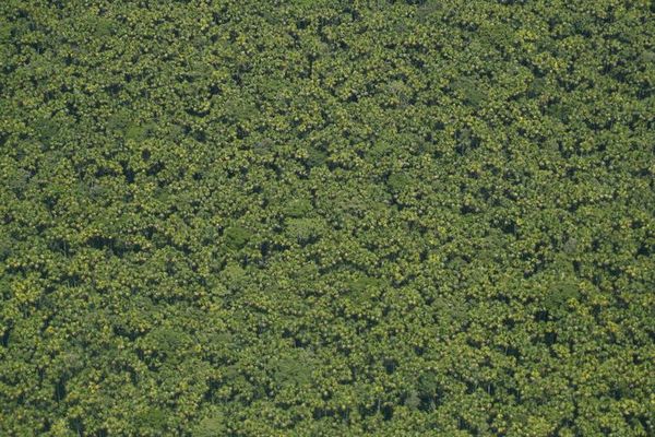 Aplicación alerta a comunidades de Amazonía brasileña sobre incendios y tala - Tecnología - ABC Color