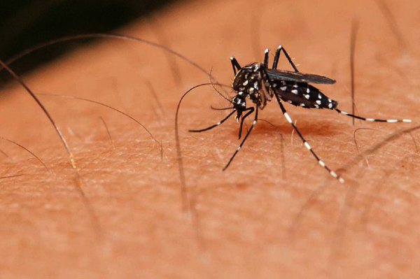 Salud reporta aumento de casos de dengue en cuatro departamentos