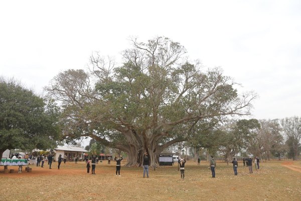 Crónica / Un Guapo´y de Paso Barreto - Concepción es el árbol más grande del Paraguay