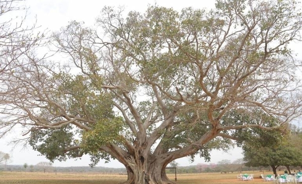 Diario HOY | Colosos de la Tierra: un guapo'y de Concepción es el árbol más grande del Paraguay