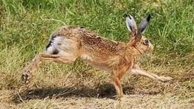Multan con millonada a programa de TV por cocinar un animal silvestre