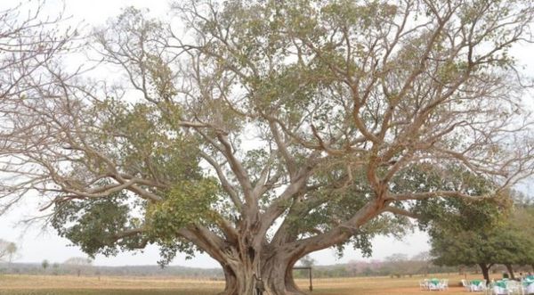Colosos de la Tierra: Un árbol de Concepción es el más grande del Paraguay