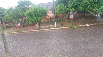 Crónica / VENTARRÓN MORTAL. Tres perritos murieron electrocutados
