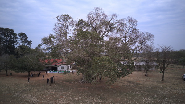 Guapo’́y de Paso Barreto es el árbol más grande del país