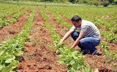 Recomendaciones para productores sesameros - ABC Rural - ABC Color